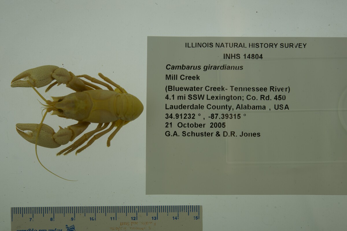 Cambarus girardianus image